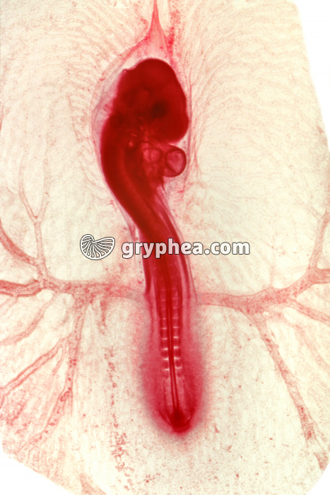 Poulet - Embryon au stade 60h x4 - gryphea.com